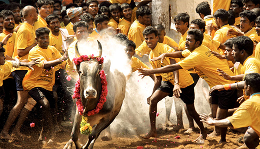 jallikattu 15